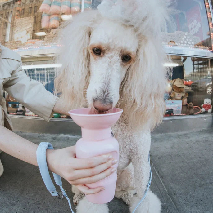 Water Bottles For You & Your Dog