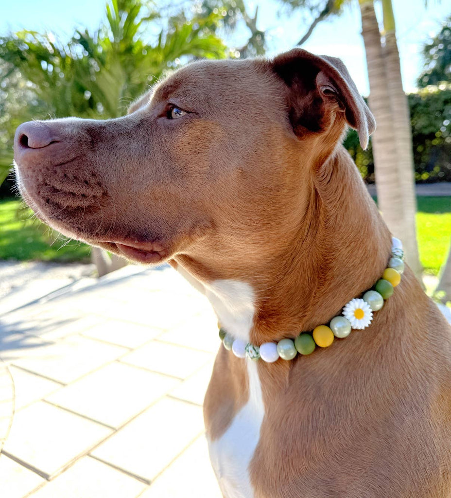 Beaded Collars Collection