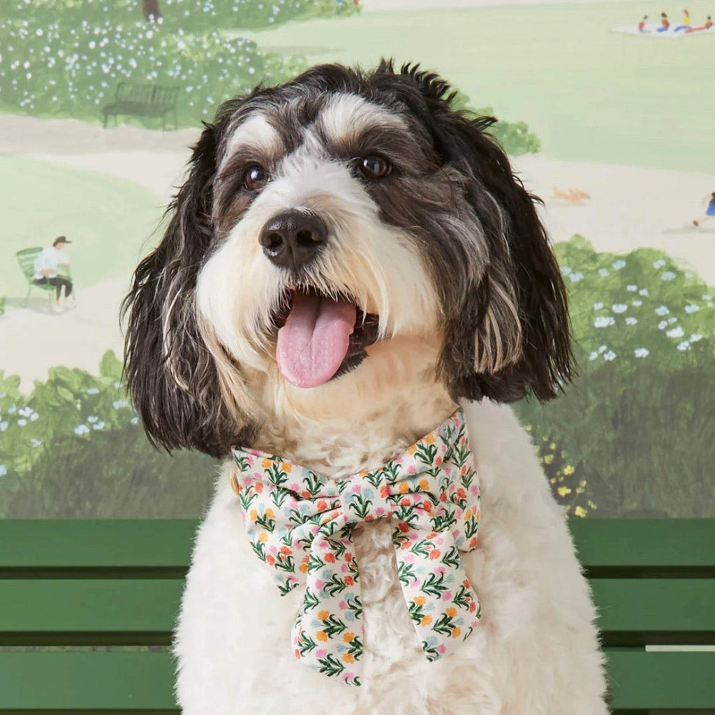For Dogs - The Dog Shop