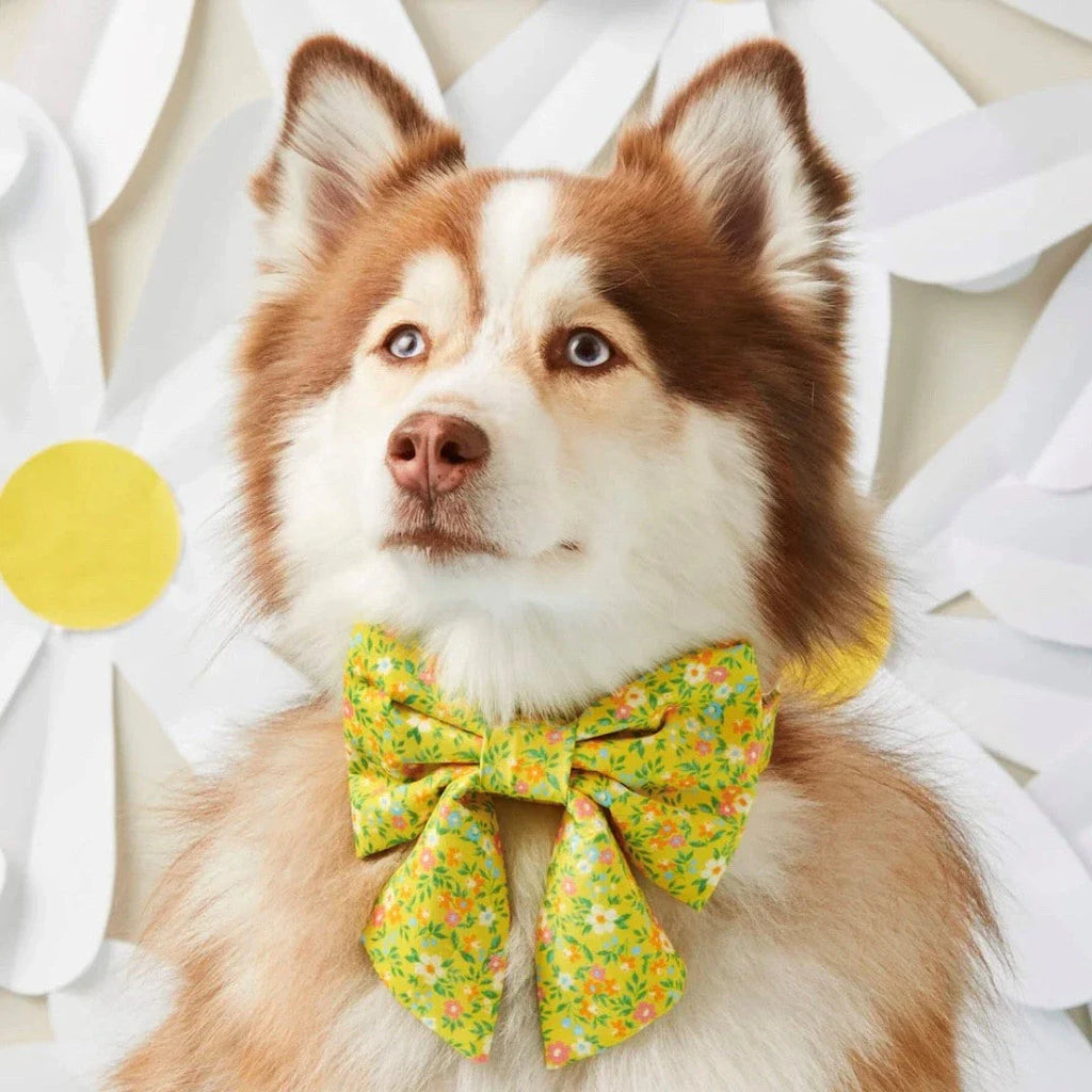 Lady Dog Bows - The Dog Shop