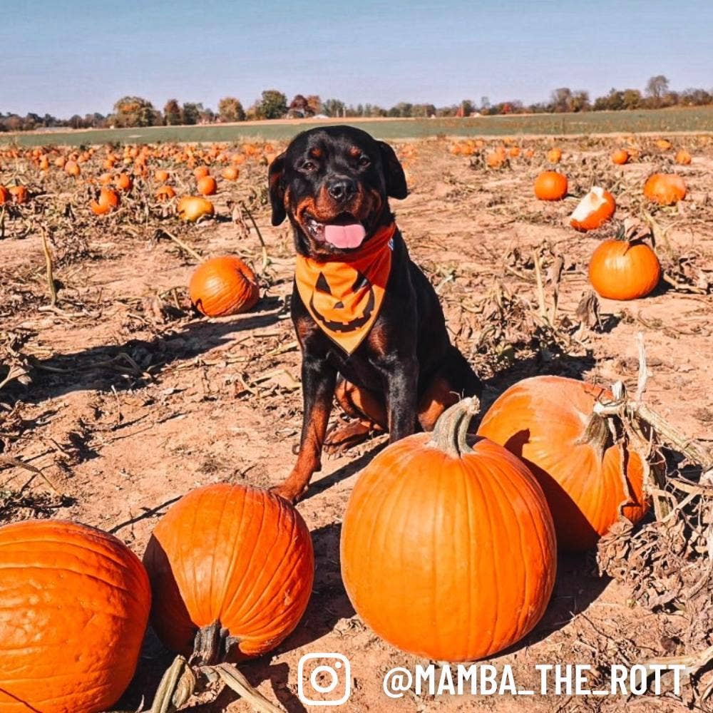 "Jack-O'-Lantern" Halloween Dog Bandana - The Dog Shop
