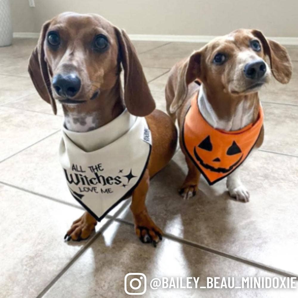"Jack-O'-Lantern" Halloween Dog Bandana - The Dog Shop