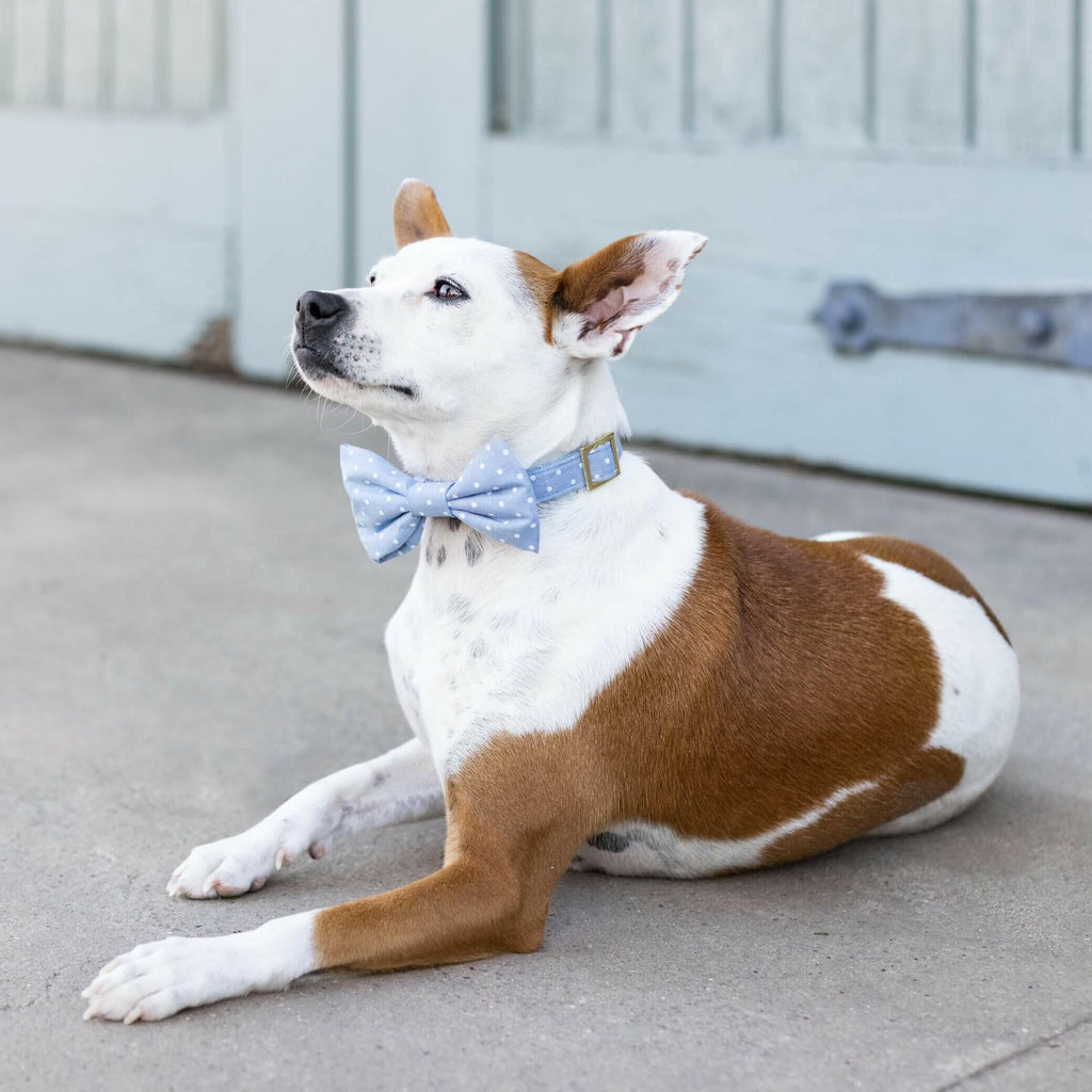 The Foggy Dog Bow Tie - Chambray Dots - The Dog Shop
