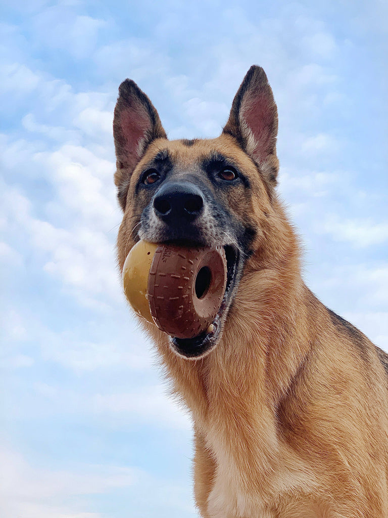 BARK Super Chewer Acornucopia Dog Toy - Large - The Dog Shop