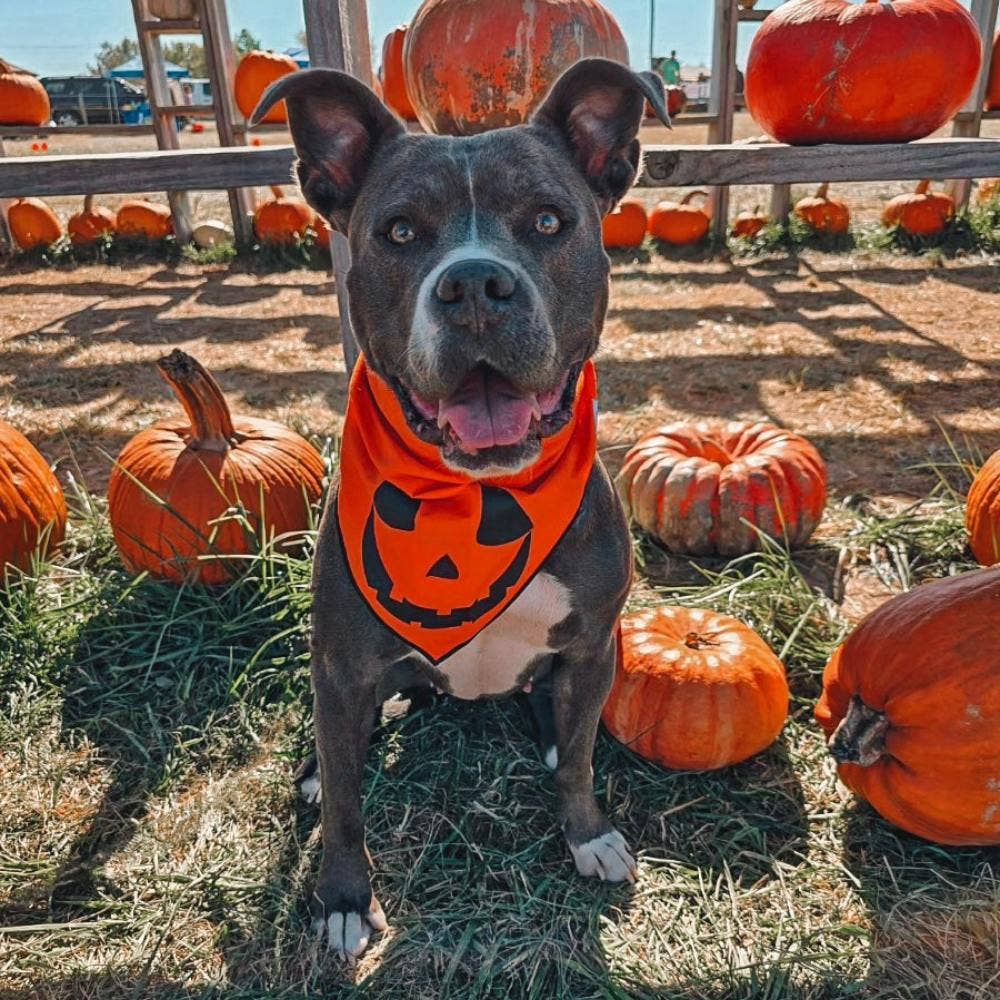 "Jack-O'-Lantern" Halloween Dog Bandana - The Dog Shop