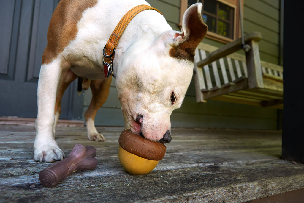 BARK Super Chewer Acornucopia Dog Toy - Large - The Dog Shop