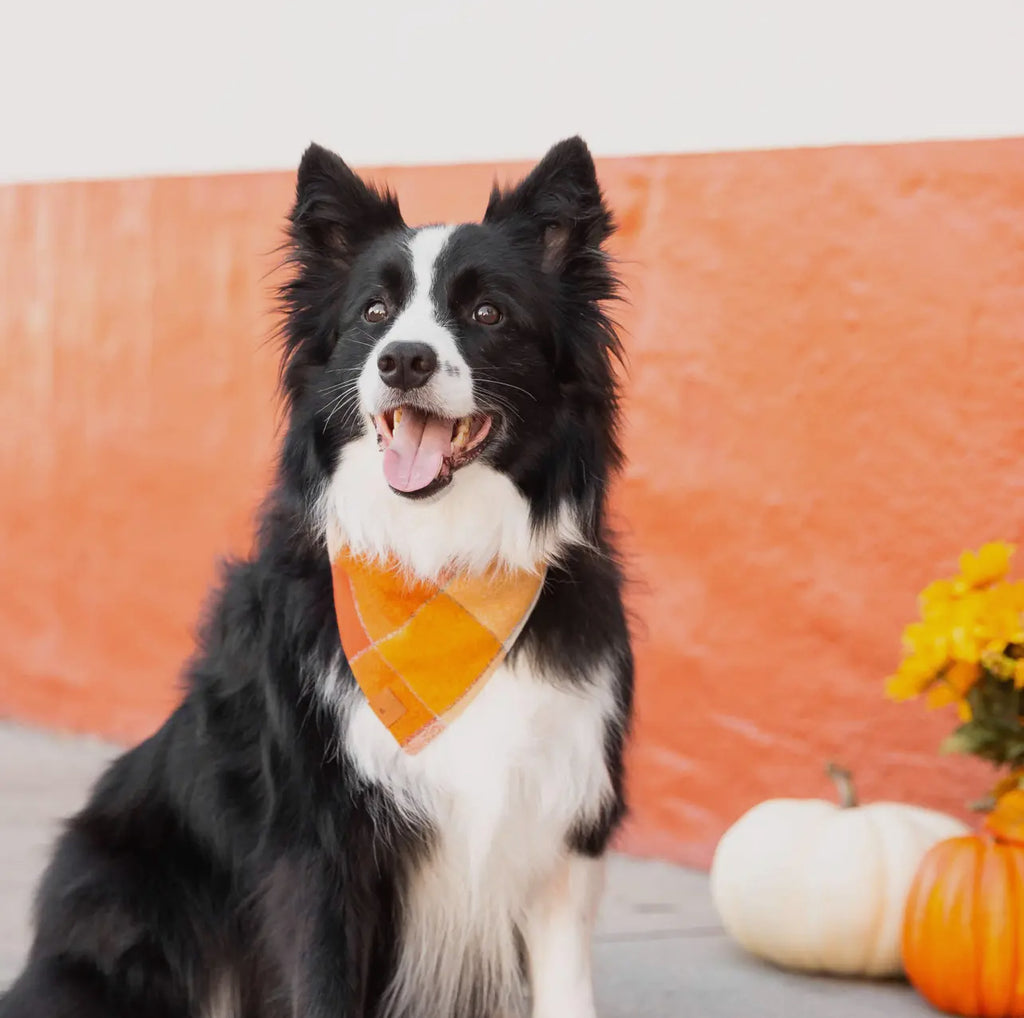 The Foggy Dog Bandana - Pumpkin Spice Flannel - The Dog Shop
