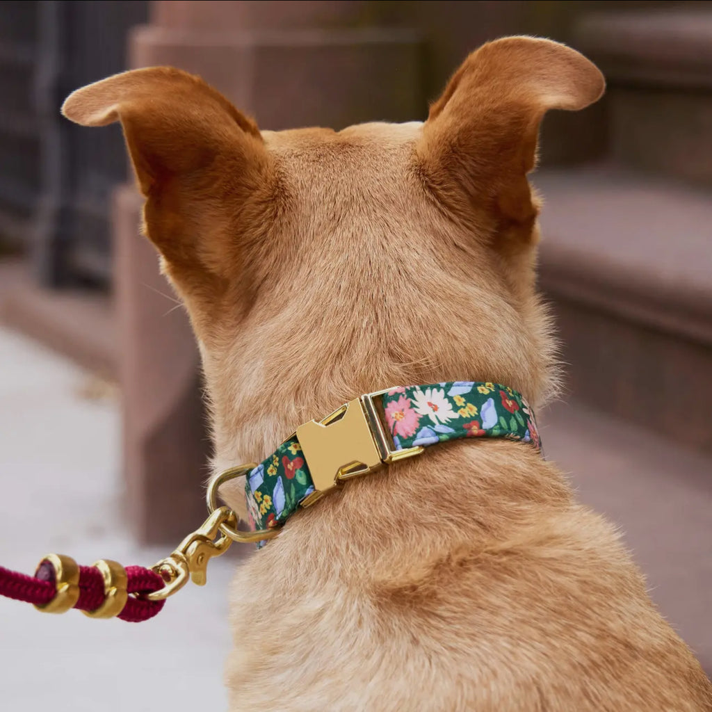 The Foggy Dog Collar - Secret Garden - The Dog Shop