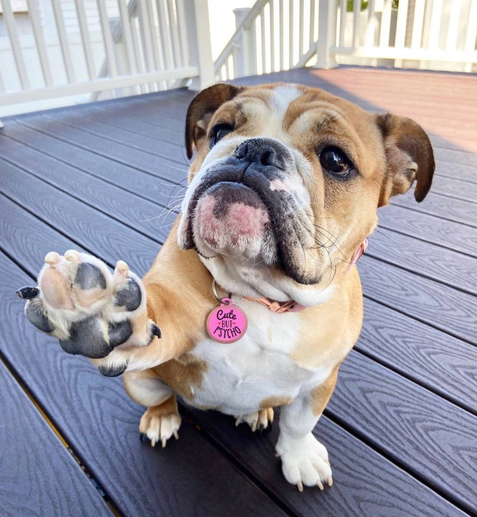 Pet ID Tag - Cute but Psycho - The Dog Shop