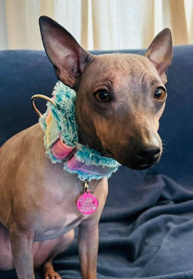 Pet ID Tag - Cutie with a Booty - The Dog Shop