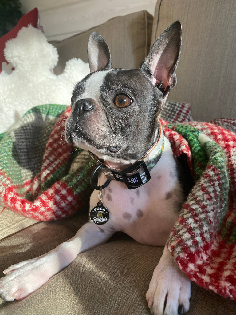 Pet ID Tag - Fuck those Squirrels - The Dog Shop