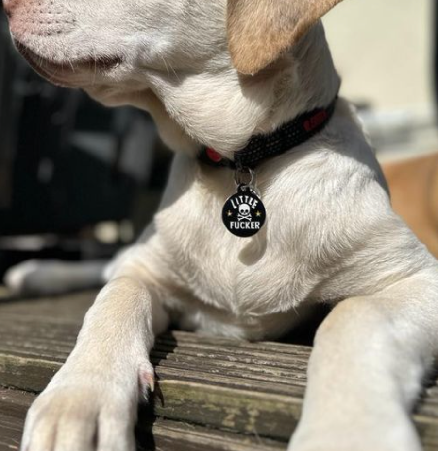 Pet ID Tag - Little Fucker - The Dog Shop