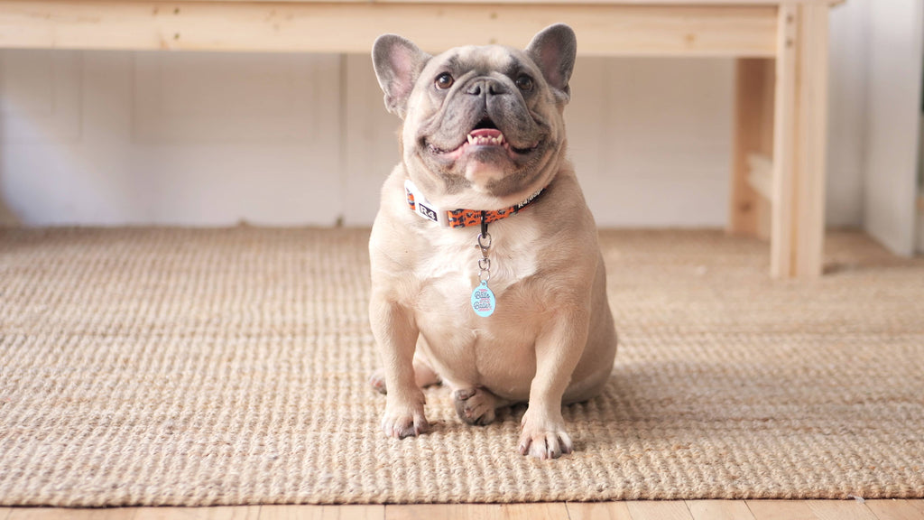 Pet ID Tag - No Balls Still a Baller - The Dog Shop