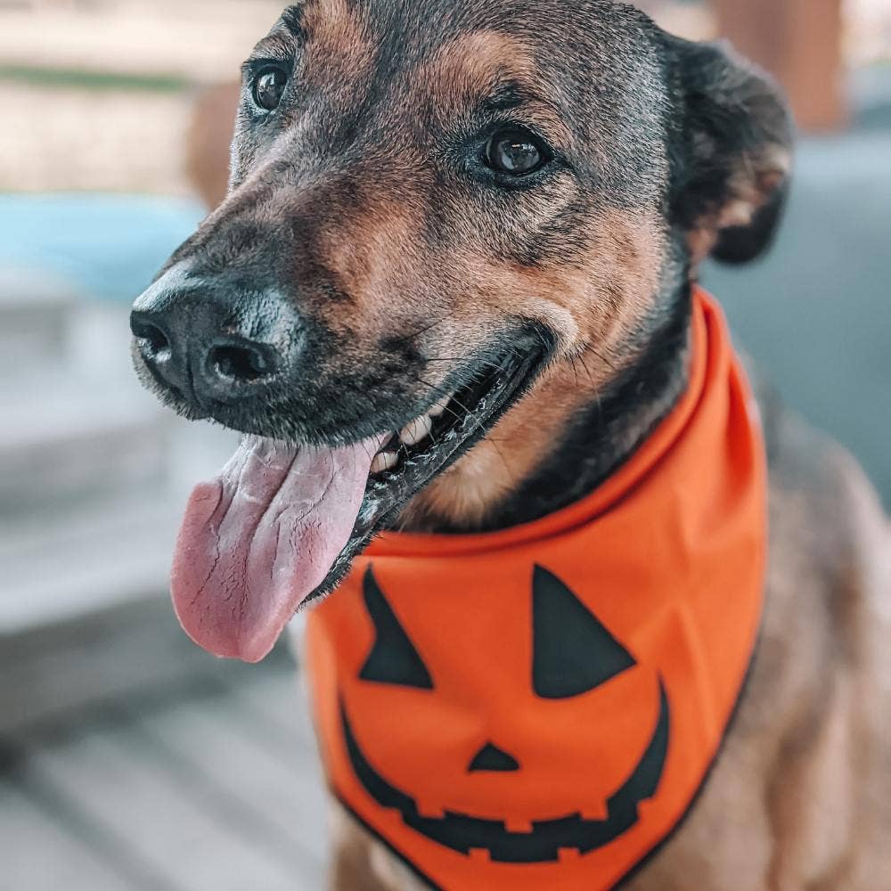 "Jack-O'-Lantern" Halloween Dog Bandana - The Dog Shop