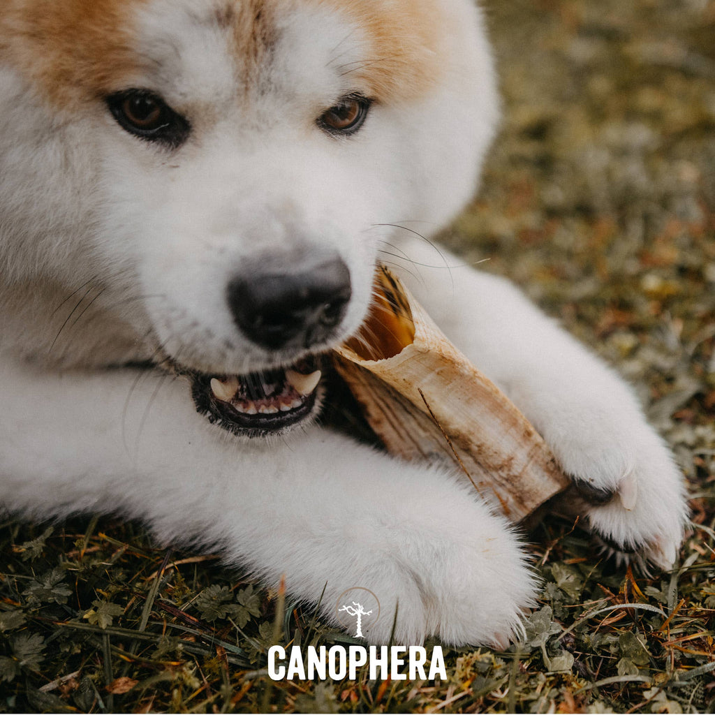 Sheep Horn Dog Chew - M - The Dog Shop