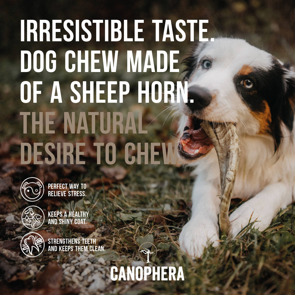 Sheep Horn Dog Chew - S - The Dog Shop