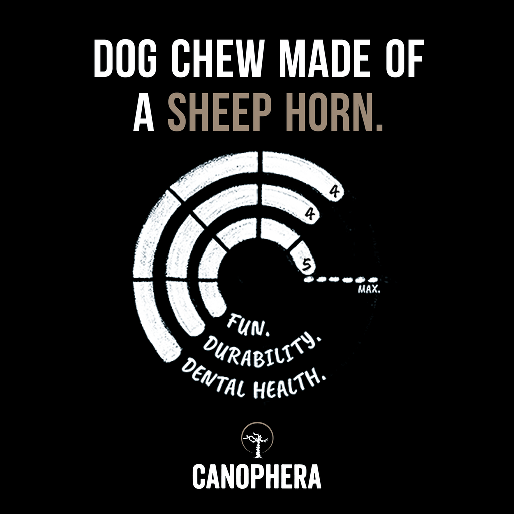 Sheep Horn Dog Chew - S - The Dog Shop