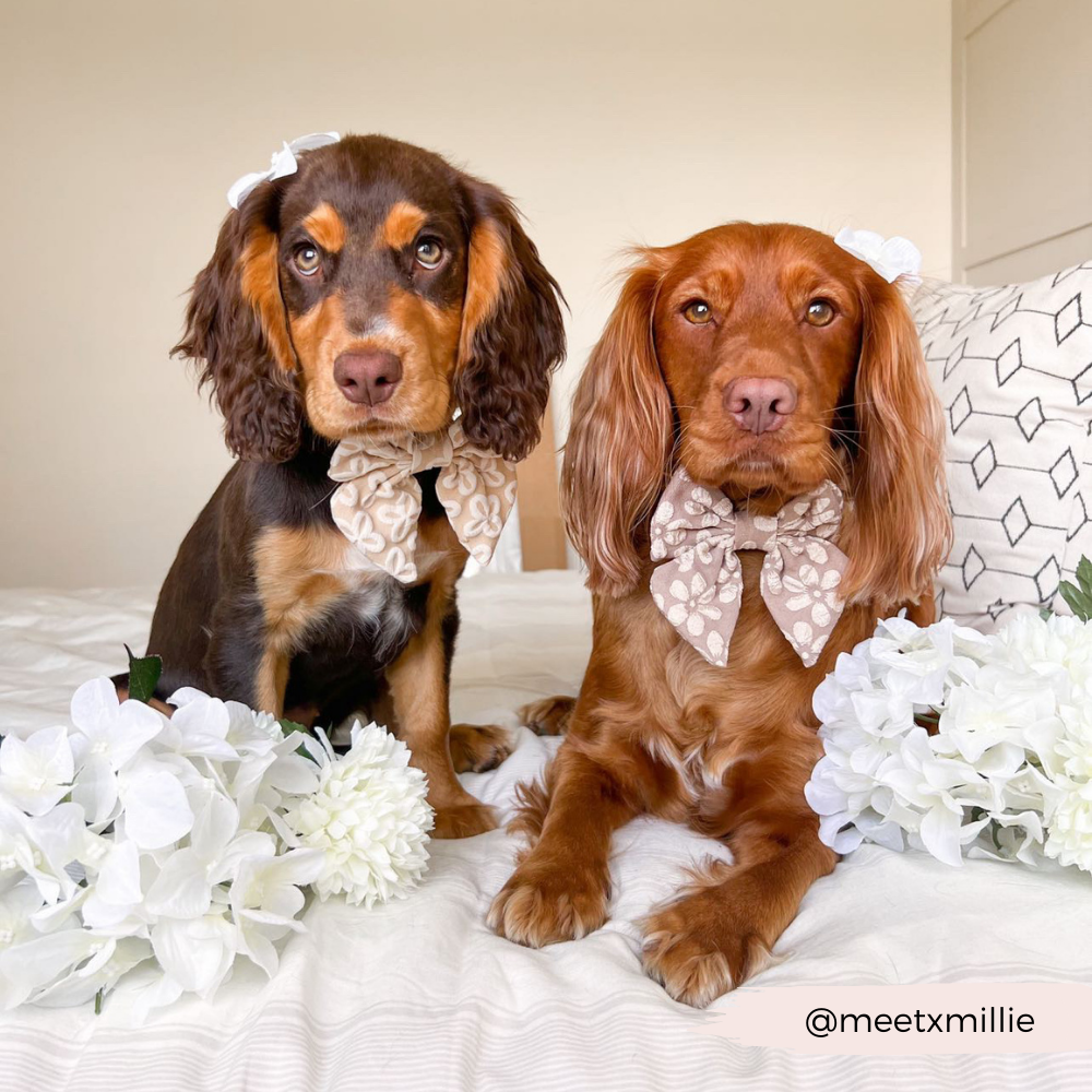 Luxe Sailor Bow - Mocha Flower - The Dog Shop