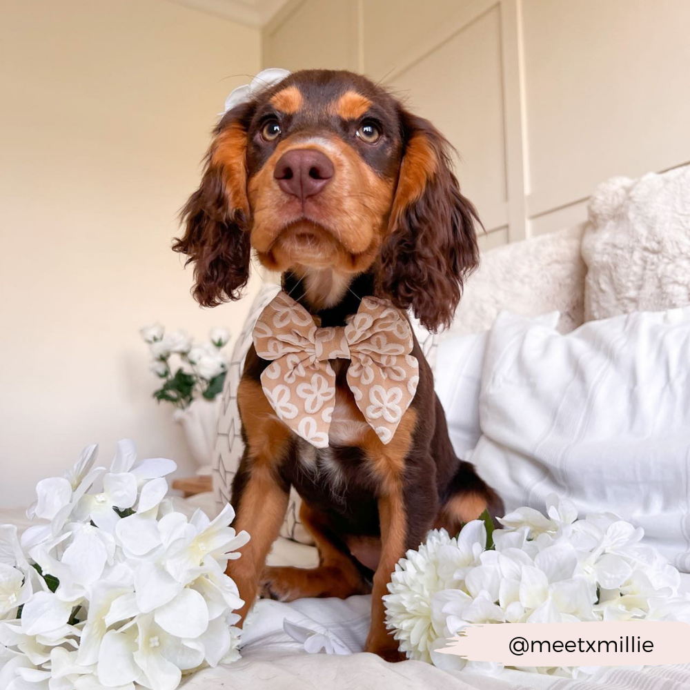 Luxe Sailor Bow - Mocha Flower - The Dog Shop