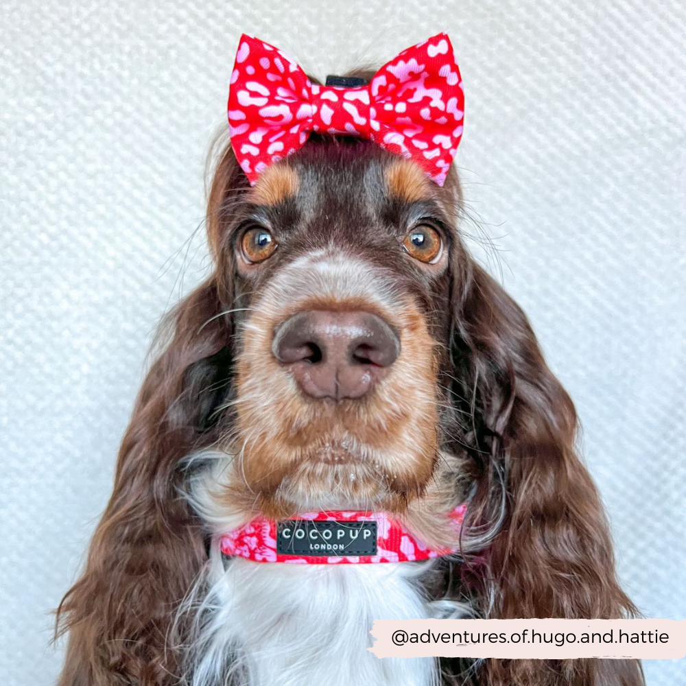 Cocopup Collar - Red & Pink Leopard - The Dog Shop
