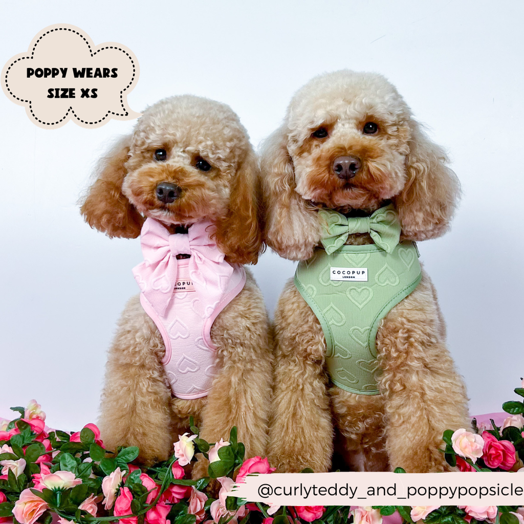 Luxe Adjustable Neck Harness - Baby Pink Heart - The Dog Shop