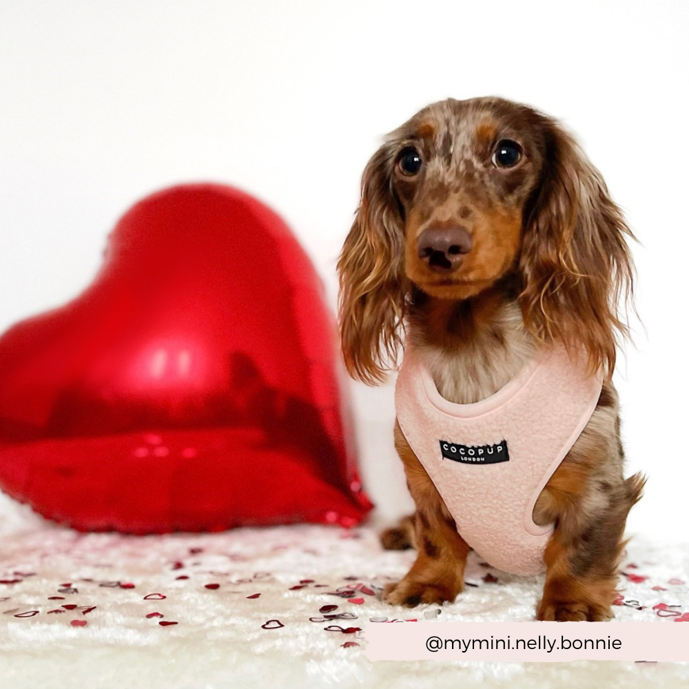 Teddy Adjustable Neck Harness - Love-A-Lot - The Dog Shop
