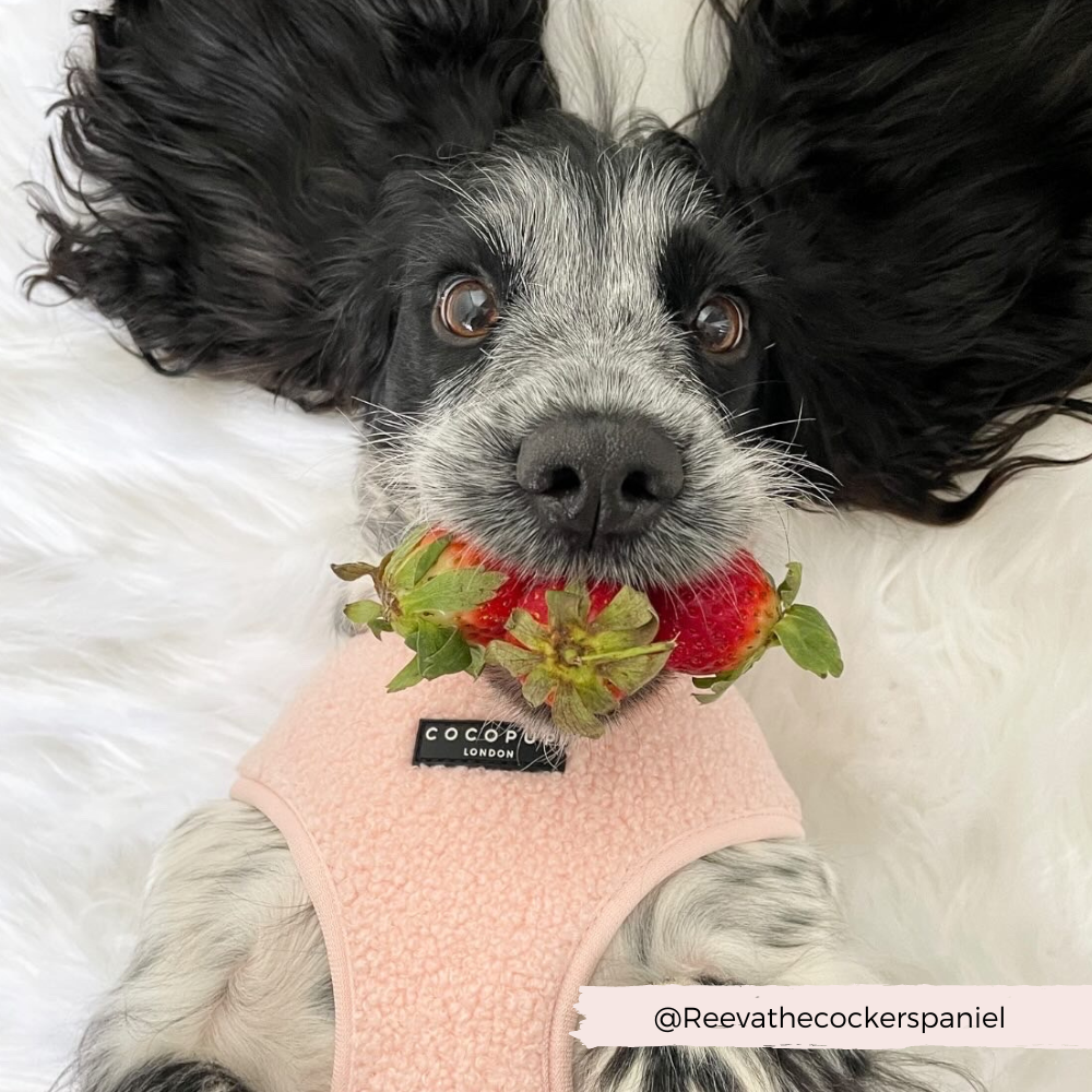 Teddy Adjustable Neck Harness - Love-A-Lot - The Dog Shop