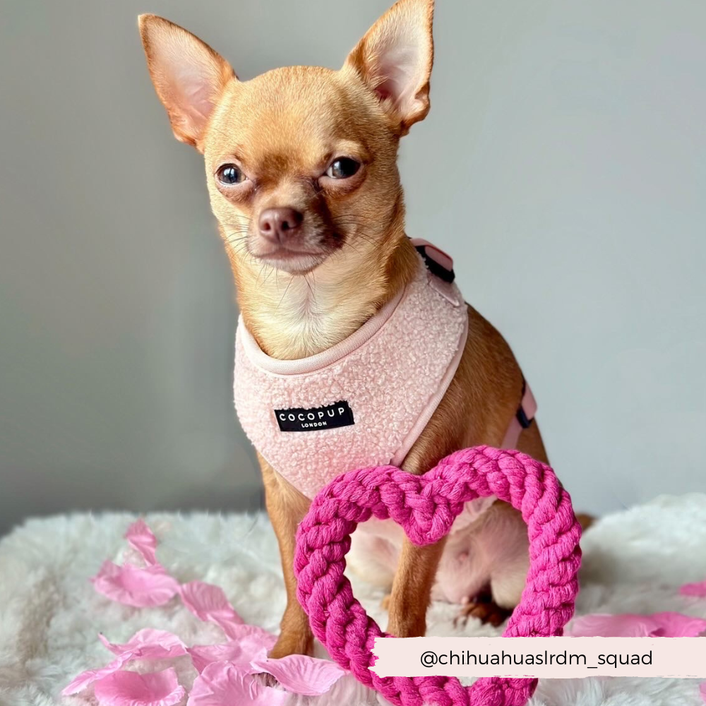 Teddy Adjustable Neck Harness - Love-A-Lot - The Dog Shop