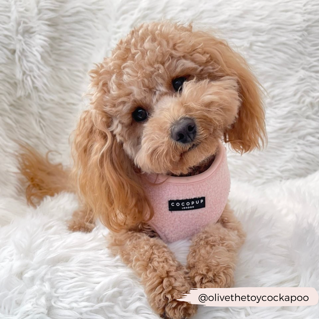 Teddy Adjustable Neck Harness - Love-A-Lot - The Dog Shop