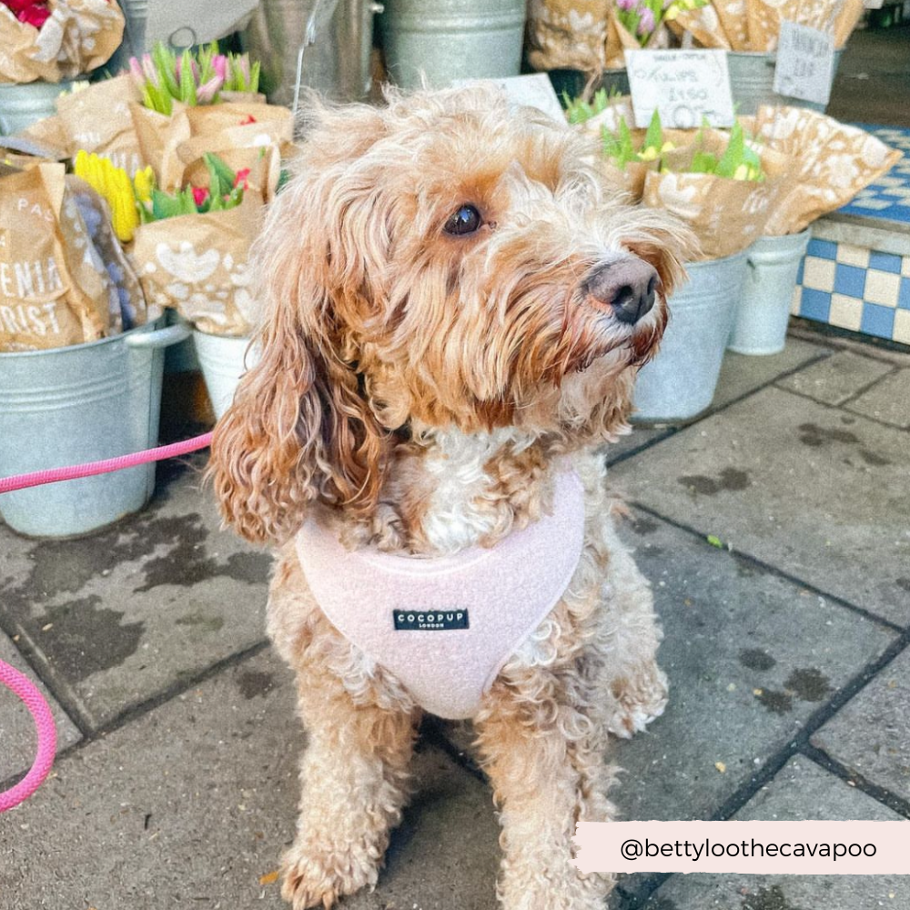 Teddy Adjustable Neck Harness - Love-A-Lot - The Dog Shop