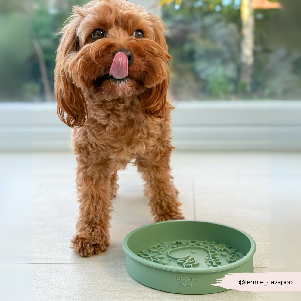 Silicone Slow Feed Dog Bowl - Dinopaws - The Dog Shop