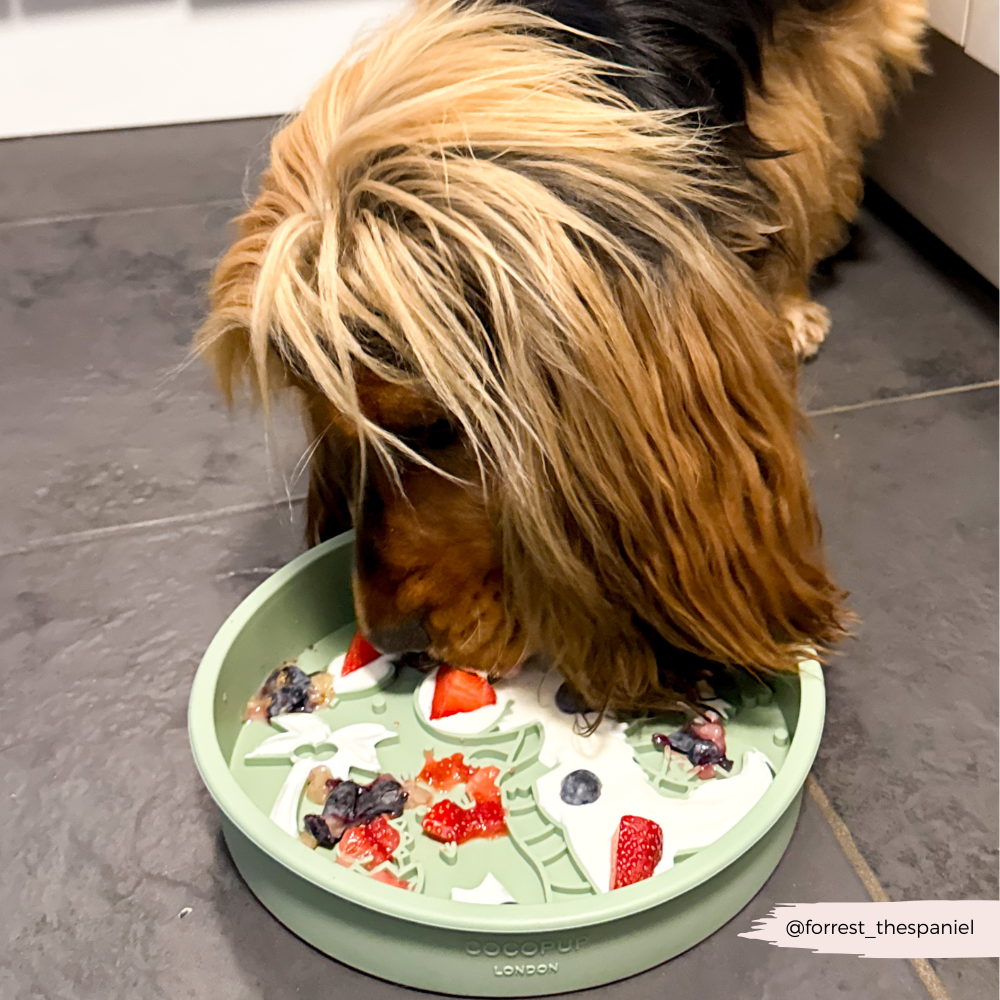 Silicone Slow Feed Dog Bowl - Dinopaws - The Dog Shop