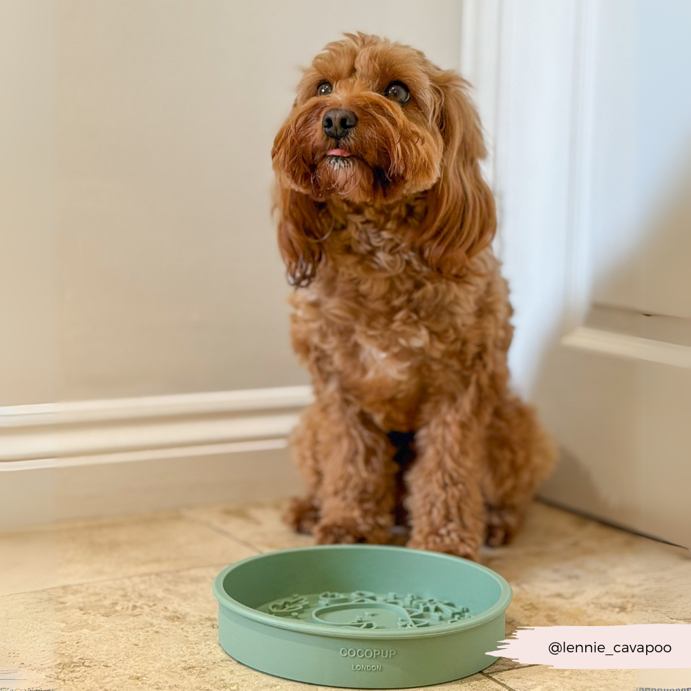 Silicone Slow Feed Dog Bowl - Dinopaws - The Dog Shop