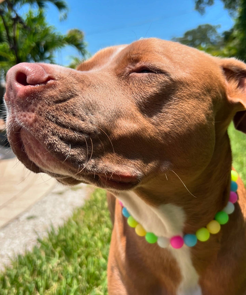 Beaded Dog Collar - Carnival - Glow In The Dark - The Dog Shop