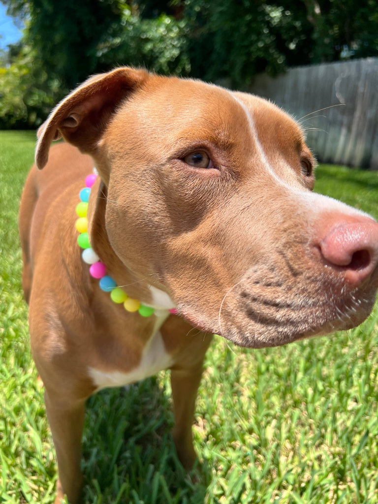 Beaded Dog Collar - Carnival - Glow In The Dark - The Dog Shop