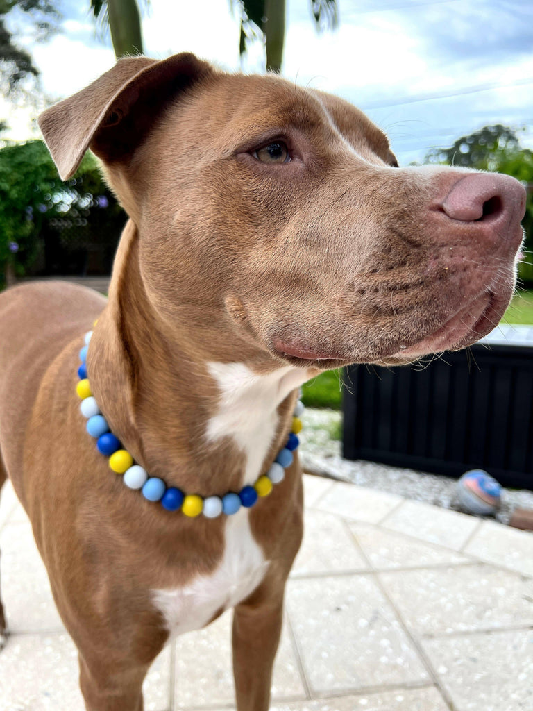 Beaded Pet Collar - Terrazzo - The Dog Shop
