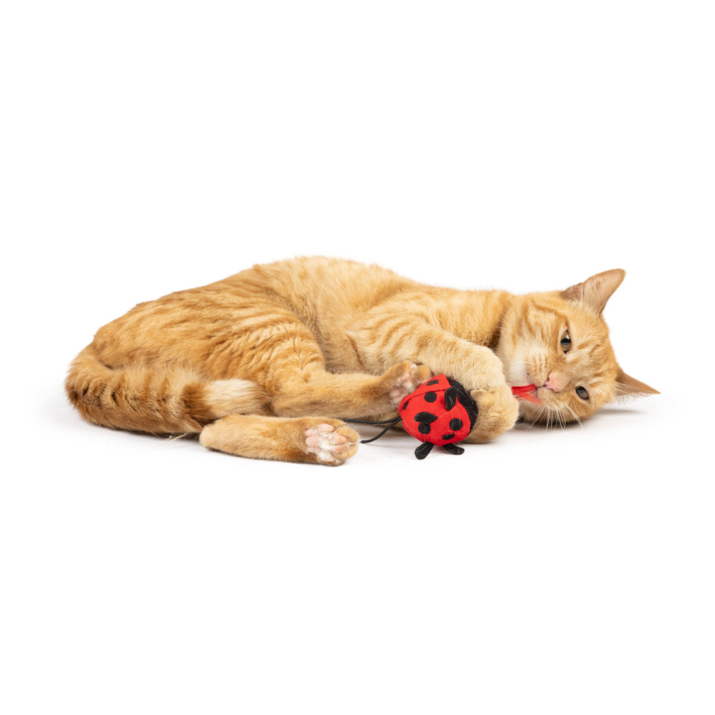 Ladybug Flinger Plush Toy for Cats - The Dog Shop