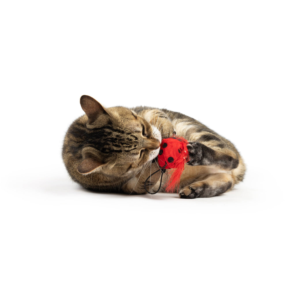 Ladybug Flinger Plush Toy for Cats - The Dog Shop
