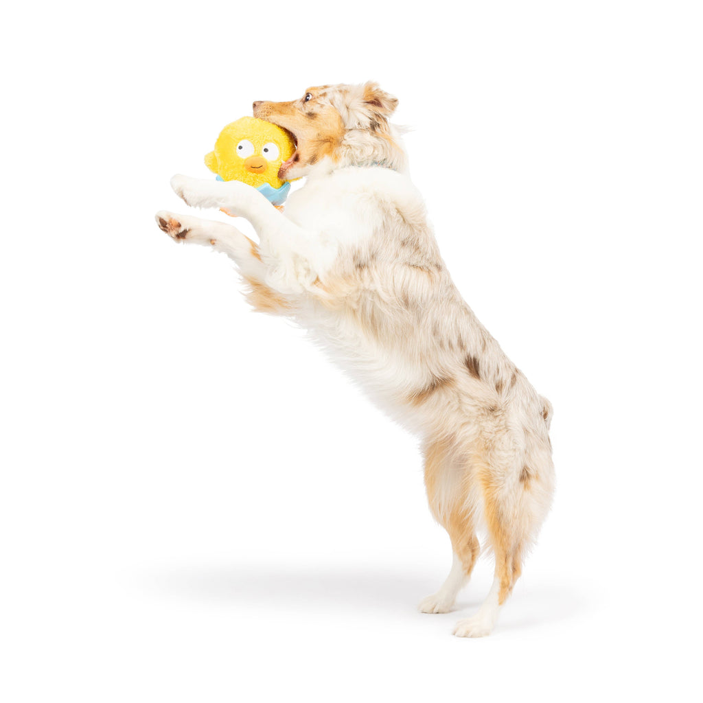 Chick-A-Dee Dog Toy - The Dog Shop