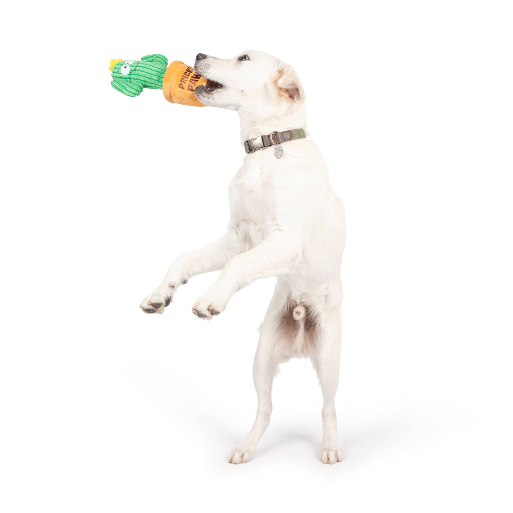 Seek 'n Treat Prickly Plush Dog Toy - The Dog Shop