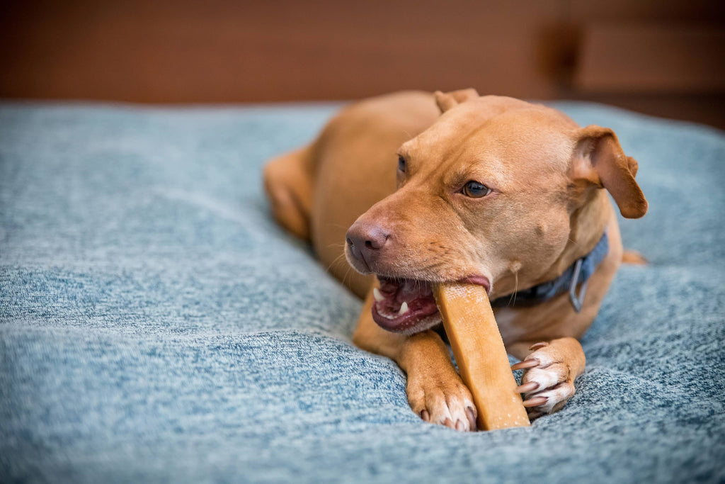 Himalayan Yak Chews - XXL - The Dog Shop