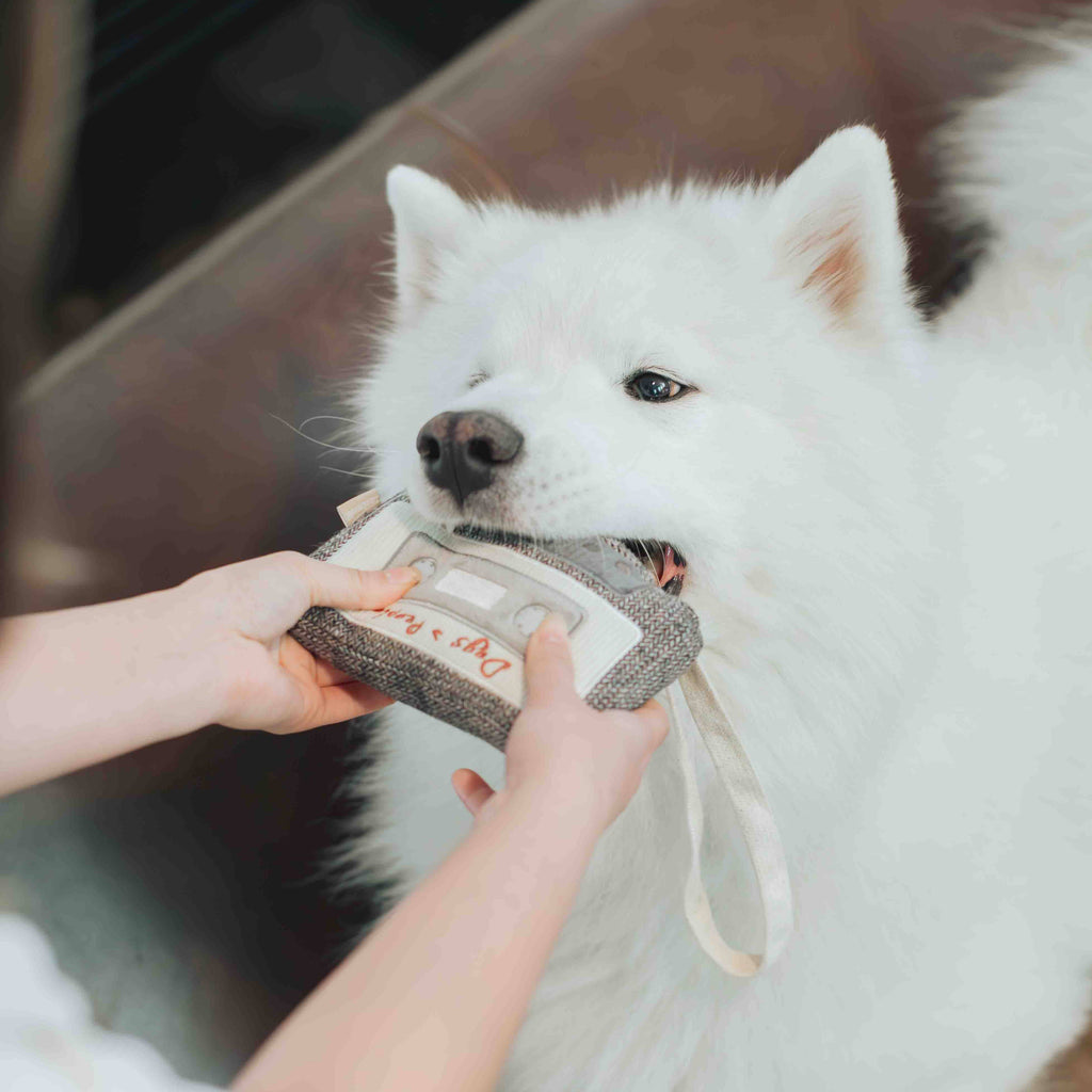 CASSETTE // ENRICHMENT DOG TOY - The Dog Shop