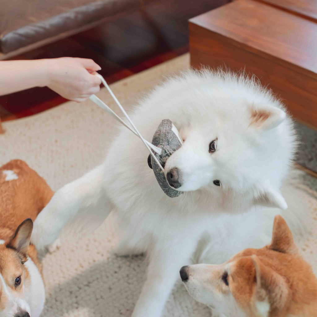 CASSETTE // ENRICHMENT DOG TOY - The Dog Shop