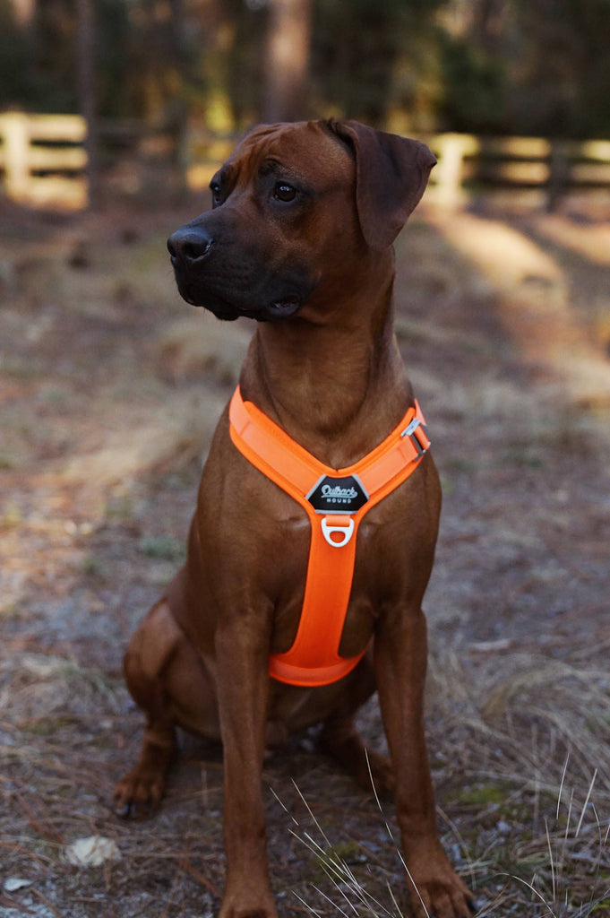 Outback Hound Ultra Lite Comfort Harness - Hunter Orange - The Dog Shop