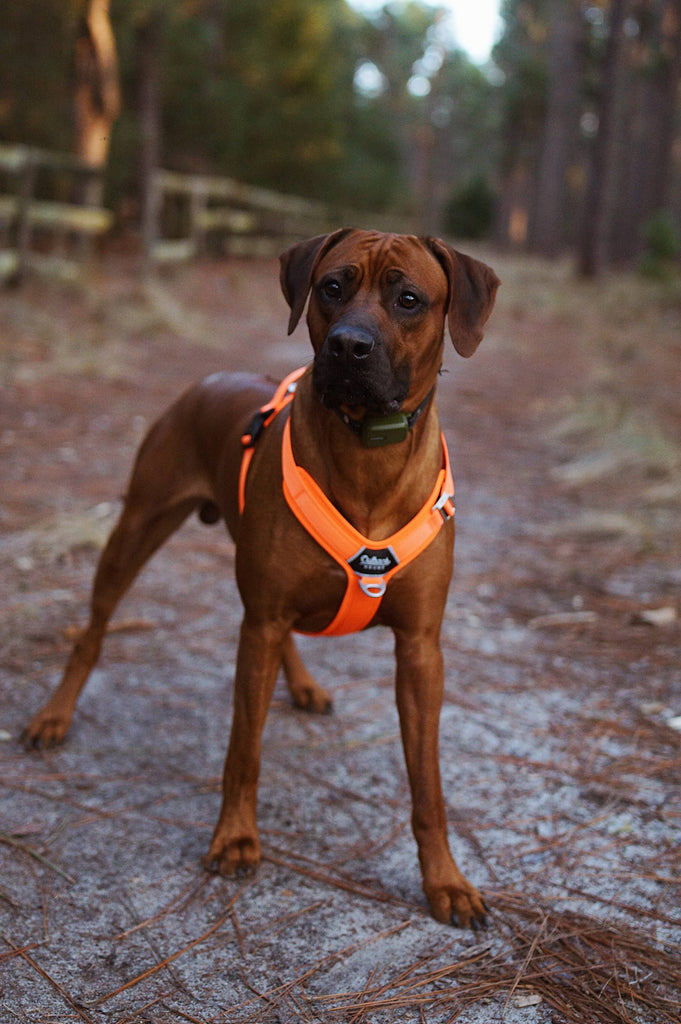 Outback Hound Ultra Lite Comfort Harness - Hunter Orange - The Dog Shop