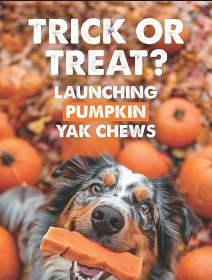 Pumpkin Yak Milk Chews - Large - The Dog Shop