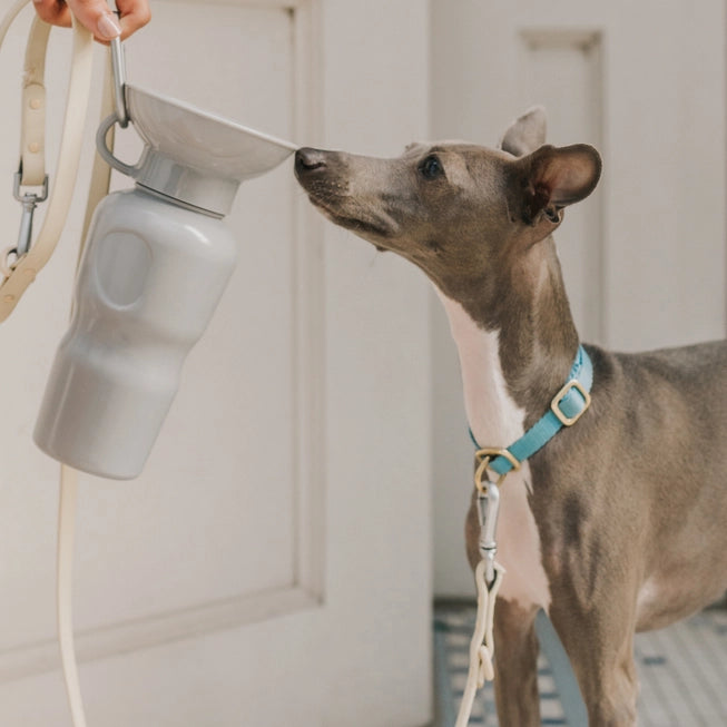 Springer Classic Travel Dog Water Bottle - Gray - The Dog Shop