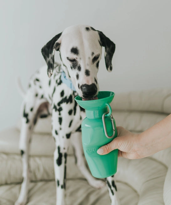 Springer Classic Travel Dog Water Bottle - Green - The Dog Shop