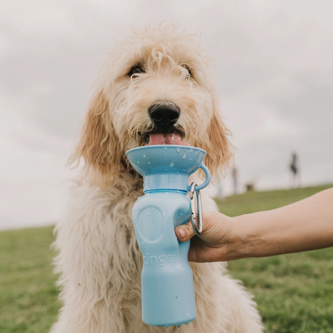 Springer Classic Travel Dog Water Bottle - Sky Blue - The Dog Shop