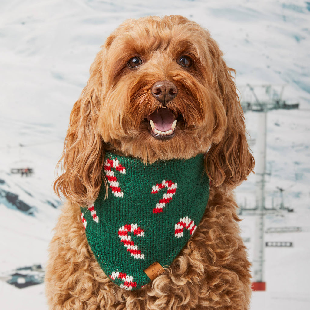 The Foggy Dog Bandana - Candy Cane Knit - The Dog Shop